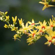 Саженец кальрейтерии метельчатой (мыльное дерево) в контейнере